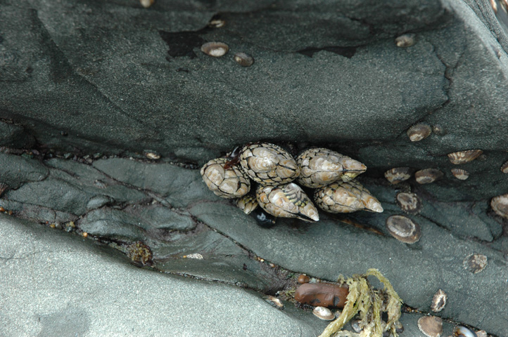 Moonstone Beach 058.jpg
